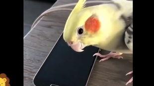 鹦鹉爆料视频大全,揭秘趣味视频大全背后的精彩瞬间